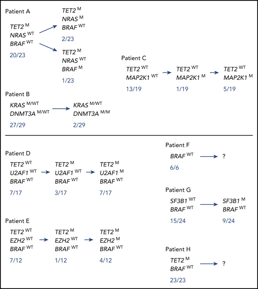 Mutational status of single-cell colonies derived from CD34+ 38−BM progenitor cells in 7 ECD patients. Mutational status of single-cell colonies derived from CD34+38− progenitor cells of 3 ECD patients (#A, B/13, and C) harboring both MAPK pathway and additional myeloid mutations, and of 5 ECD patients (#D/7, E, F/4, G/16, and H) harboring myeloid mutations. Of note, a larger number of colonies were sequenced for the MAPK pathway mutations and only the colonies sequenced for both MAPK pathway mutations and additional myeloid mutations are depicted. Patients who had hematological neoplasms are indicated by “/X”, the X number referring to the number on Table 3. The full details of the mutation list, and correspondence between BM and tissue mutations, are shown in supplemental Table 7.