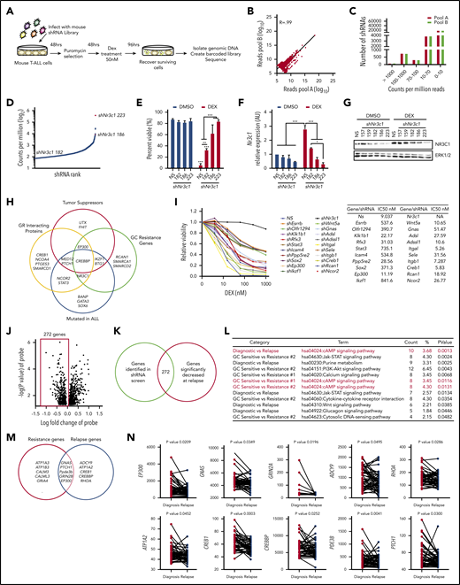 A genome-wide shRNA screen for dexamethasone resistance identify genes enriched in cAMP signaling. (A) Schematic of whole-genome survival-based shRNA screen performed in the mouse T-ALL cell line 1390. (B) Biological reproducibility of the relative changes in shRNA abundance between 2 independent preparations of shRNA MiSeq libraries. (C) Number of shRNAs identified by counts per million reads in MiSeq analysis. (D) shRNA rank by average counts per million determined by MiSeq. shRNAs to the glucocorticoid receptor (Nr3c1) are highlighted in red. (E) Annexin V/7AAD staining of mouse T-ALL 1390 cells stably expressing nonsilencing (NS) or Nr3c1 shRNAs treated with vehicle or dexamethasone (50 nM) for 48 hours. (F) Quantitative PCR (qPCR) analysis of Nr3c1 mRNA in mouse T-ALL cells transduced with Nr3c1-specific shRNAs or an NS shRNA after dexamethasone (100 nM) treatment of 6 hours. (G) NR3C1 protein levels in mouse T-ALL 1390 cells expressing NS or Nr3c1 shRNAs treated with vehicle or dexamethasone (100 nM) for 6 hours. (H) Venn diagram showing genes identified in shRNA screen that interact with NR3C1, have tumor suppressor function, been previously implicated in glucocorticoid resistance, and are mutated in ALL patients. (I) Validation of selected shRNAs identified in the shRNA screen using MTS assay in mouse T-ALL cell line 1390 after dexamethasone (0-1 μM) treatment of 48 hours. All data were normalized to vehicle-treated cells. (J) Volcano plot showing genes identified in shRNA screen cross referenced with genes differentially expressed in microarray of paired ALL patient samples at the time of diagnosis or at relapse. (K) Venn diagram of genes identified in shRNA screen and decreased in microarray tables of relapse ALL patients (P < .05; N = 49 paired patient samples). (L) KEGG pathway analysis performed in the Database for Annotation, Visualization and Integrated Discovery (DAVID) on genes identified in shRNA screen and genes significantly downregulated at the time of relapse (GSE28460, or in GC-resistant patient samples (GSE66702, GSE66705). (M) Venn diagram of cAMP genes identified in shRNA screen and decreased in relapsed patient (relapsed genes, right circle) or GC resistant patient samples (resistance genes, left circle). (N) Expression levels of cAMP genes in 49 paired samples at diagnosis and on relapse as determined by microarray identified in shRNA screen (GSE28460). Paired t test values are shown, and connecting lines represent paired samples. All results are averages of at least 3 independent experiments, and error bars represent SEM. *P < .05, **P < .01, ***P < .001.