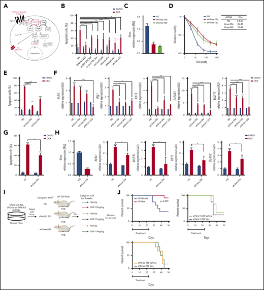 Gnas deficiency in mouse T-ALL cells results in dexamethasone resistance in vitro and in vivo. (A) Schematic of cAMP pathway highlighting genes identified in the shRNA screen using red. (B) Quantification of apoptotic 1390 T-ALL cells stably infected with shRNAs to cAMP pathway member and treated with vehicle or dexamethasone (10 nM) for 48 hours. (C) qPCR analysis of Gnas mRNA in mouse T-ALL 1390 cells stably transduced with 2 Gnas specific shRNAs or NS shRNA. (D) Relative viability of mouse T-ALL cells transduced with NS or Gnas-specific shRNAs and treated with dexamethasone (0-1 µM) for 48 hours. GI50 values are reported in table. Values are normalized to vehicle treated cells. (E) Quantification of apoptotic 1390 cells stably infected with Gnas shRNAs and treated with vehicle or dexamethasone (10 nM) for 48 hours. (F) qPCR analysis of NR3C1 target genes in 1390 cells stably transduced with NS, Gnas-specific shRNAs or a Nr3c1 shRNA following dexamethasone (100 nM) treatment of 6hrs. Values are normalized to vehicle treated controls. (G) Quantification of apoptotic 5059 cells stably infected with NS or a Gnas shRNA treated with vehicle or dexamethasone (10 nM) for 48 hours. (H) qPCR analysis of Gnas, Nr3c1, Bcl2l11, Klf13, and Zfp3612 in 5059 cells stably transduced with NS or a Gnas-specific shRNA after vehicle or dexamethasone (100 nM) treatment of 6 hours. Values are normalized to vehicle-treated controls. (I) Experimental design to assay dexamethasone resistance in vivo. (J) Kaplan-Meier curves of mice transplanted with 1390 leukemic cells transduced with NS (N = 19 mice) or shNr3c1 (N = 7) or shGnas-specific shRNAs (N = 12 mice) treated with vehicle or dexamethasone (15 mg/kg) for 3 weeks (5 days on; 2 days off). The difference in overall survival between vehicle vs dexamethasone treated mice is shown. All results are averages of at least 3 independent experiments, and error bars represent SEM. *P < .05, **P < .01, ***P < .001.