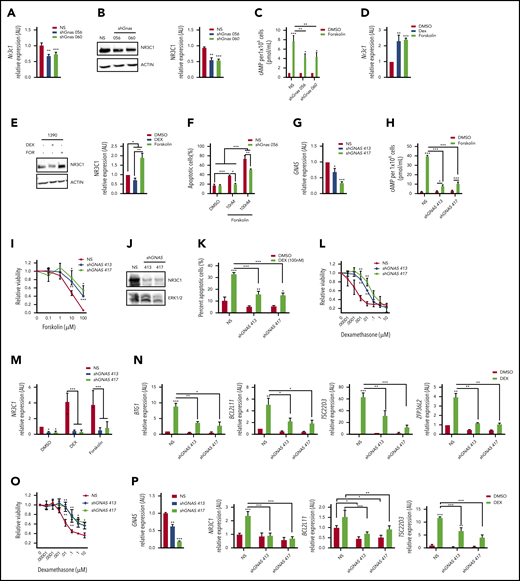 GNAS deficiency reduces NR3C1 levels and results in dexamethasone resistance in mouse and human T-ALL cells. (A) qPCR analysis of Nr3c1 mRNA in mouse T-ALLs expressing NS or Gnas shRNAs. (B) NR3C1 protein levels in mouse T-ALL cells stably transduced with NS or Gnas-specific shRNAs (TRC056060). Protein levels of 3 separate Western blots quantifed by densitometric analysis. (C) Intracellular cAMP levels of 1 × 106 mouse T-ALL cells stably transduced with NS or Gnas shRNAs after vehicle or forskolin (100 nM) treatment for 30 minutes. (D-E) qPCR analysis of Nr3c1 mRNA (D) and NR3C1 protein levels (E) in mouse 1390 T-ALL cells treated with dexamethasone (100 nM) or forskolin (100 nM) for 6 hours. (F) Quantification of apoptotic cells after 48 hours of vehicle or forskolin treatment (10 or 100 nM) of mouse T-ALL 1390 cells expressing NS or a Gnas shRNA. (G) qPCR analysis of GNAS mRNA in the human T-ALL cell line DND41 stably transduced with NS or GNAS-specific shRNAs. (H) Intracellular cAMP levels in 2 × 106 DND41 cells transduced with NS or GNAS-specific shRNAs treated with vehicle or forskolin (10µM) for 30 minutes. (I) Relative viability measured by cell titer glo of DND41 cells transduced with NS or GNAS-specific shRNAs after treatment with increasing concentrations of forskolin (0-100 µM) for 72 hours. (J) NR3C1 and ERK1/2 protein levels in DND41 cells transduced with NS or GNAS-specific shRNAs. (K) Quantification of apoptotic DND41 cells transduced with NS or GNAS-specific shRNAs after vehicle or dexamethasone treatment (100 nM) for 72 hours. (L) Relative viability measured by cell titer glo of DND41 cells transduced with NS or GNAS-specific shRNAs after treatment with increasing concentrations of dexamethasone (0-10 µM) for 72 hours. Data are normalized to vehicle-treated cells. (M) qPCR analysis of NR3C1 mRNA levels in DND41 cells transduced with NS or GNAS shRNAs treated with vehicle, dexamethasone (1 µM), or forskolin (10 µM) for 6 hours. (N) qPCR analysis of NR3C1 target genes in DND41 cells transduced with NS or GNAS shRNAs and treated with vehicle or dexamethasone (1 µM) for 6 hours. (O) Relative viability measured by cell titer glo of NALM-6 cells transduced with NS or GNAS-specific shRNAs after treatment with increasing concentrations of dexamethasone (0-10 µM) for 72 hours. Data are normalized to vehicle-treated cells. (P) qPCR analysis of GNAS, NR3C1, BCL2L11, and TSC22D3 in NALM-6 cells transduced with NS or GNAS shRNAs treated with vehicle or dexamethasone (1 µM) for 6 hours. ALL results are averages of at least 3 independent experiments, and error bars represent SEM. *P < .05, **P < .01, ***P < .001.