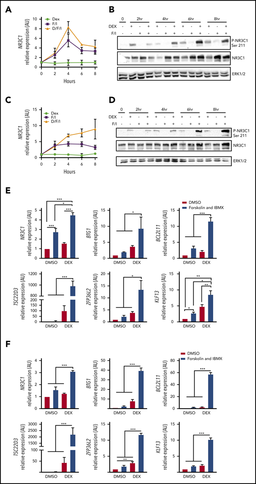 cAMP signaling increases GR expression and activity and potentiates dexamethasone-induced gene expression. (A-D) Analysis of NR3C1 mRNA and total and Ser-211 phosphorylated NR3C1 protein levels in (A-B) CUTLL1 or (C-D) KOPTK1 cells treated with vehicle, dexamethasone (1 μM), forskolin (10 µM), and IBMX (100 μM) designated F/I or dexamethasone + F/I for 2, 4, 6, and 8 hours. (E-F) qPCR analysis of NR3C1 target genes in CUTLL1 (E) and KOPTK1 (F) cells treated as indicated for 24 hours. All qPCR values were normalized to vehicle-treated cells. The results are averages of 3 independent experiments, and error bars represent SEM. *P < .05, **P < .01, ***P < .001.