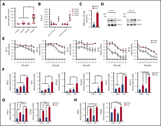 Prostaglandin E2 stimulates PTGER4 expression, increases intracellular cAMP, and sensitizes primary T-ALL patient samples to dexamethasone. (A) RNA seq data from PDX samples showing PTGER (1-4) expression (N = 23 patient samples). (B) qPCR analysis of PTGER (1-4) mRNA levels in normal thymus (N = 3) or in primary T-ALL samples expanded in PDX (N = 7-8). (C) Intracellular cAMP levels determined by ELISA in 1 × 106 primary T-ALL cells (DX-18) treated with vehicle or PGE2 (20 μM) for 30 minutes. (D) NR3C1 protein levels in patient samples (DX-18, REL-14) treated with vehicle, dexamethasone (1 µM), or PGE2 (20 μM) for 24 hours. (E) Relative viability by cell titer glo of T-ALL patient samples treated with increasing concentrations of dexamethasone (0-10 μM) in the absence or presence of PGE2 (20 μM) for 72 hours. (F) qPCR analysis of NR3C1 target genes in T-ALL patient sample (DX-96) treated with vehicle, dexamethasone (1 μM), PGE2 (20 μM), or the combination. (G-H) qPCR analysis of NR3C1 and PTGER4 in primary T-ALL patient samples after treatment with vehicle, dexamethasone (1 μM), PGE2 (20 μM), or the combination (dexamethasone + PGE2) for 6 hours: (G) DX-96 and (H) REL-18. All qPCR values were normalized to vehicle-treated cells. The results are averages of at least 3 independent experiments, and error bars represent SEM. *P < .05, **P < .01, ***P < .001.