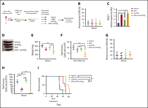 dmPGE2 enhances the anti-leukemia activity of dexamethasone in vivo. (A) Schematic of PDX experiment. (B) Percentage of human CD45+ cells in the blood of mice engrafted with a diagnostic T-ALL patient sample (DX-96) at the time of treatment. (C) qPCR analysis of NR3C1 mRNA levels in splenocytes isolated from mice treated with vehicle (N = 4), dmPGE2 (200 μg/kg; N = 3), dexamethasone (15 mg/kg; N = 3), or the combination (dmPGE2 + dexamethasone; N = 4) 3 hours after single treatment. (D) Representative images of spleens isolated 4 weeks after final treatment(s). (E) Weights of spleens isolated from mice treated with vehicle, dmPGE2, dexamethasone, or the combination. (F) Total number of human CD45+ cells in bone marrow of mice 4 weeks after treatment. (G) Treatment effects on the survival of mice engrafted with a relapsed pediatric T-ALL sample (REL-14). Percentage of relapsed leukemic (human CD45+) cells in the blood of mice at the initiation of treatment. (H) Total number of human CD45+ leukemic cells in the blood of mice after 4 weeks of treatment. (I) Kaplan-Meier survival curves of mice transplanted with relapsed pediatric T-ALL cells (REL-14) treated with vehicle (N = 4), dexamethasone (5 mg/kg; N = 5), dmPGE2 (200 μg/kg; N = 5), or the combination (N = 4) for 2 weeks (5 days on; 2 days off). The difference in overall survival between the treatment groups is shown. All data are represented as SEM. *P < .05, **P < .01, ***P < .001.