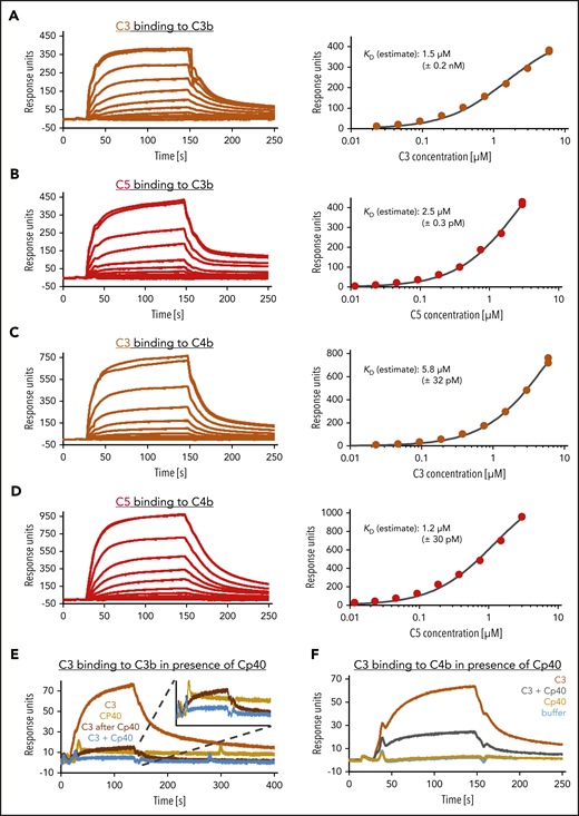 SPR analysis of C3 and C5 binding to C3b and C4b. (A-D) Estimation of equilibrium dissociation constants for C3 and C5 binding to C3b and C4b. After biotinylation of C3b and C4b molecules at their thioester moiety, 1500 and 2100 response units (RUs), respectively, were immobilized onto a streptavidin SAP sensor chip. C3 was flowed over in concentrations ranging from 0.023 to 6 µM, C5 in concentrations from 0.011 to 3 µM. The equilibrium dissociation constant KD was estimated by plotting the steady-state response over the corresponding concentration and using a 1:1 steady-state affinity model. (E) C3 binding to C3b in presence of Cp40. A total of 1800 RUs of biotinylated C3b was immobilized on a SAP sensor chip. C3, at a concentration of 0.6 µM, was applied to the chip (orange) before or (brown) after the immobilized C3b had been exposed to Cp40. The binding of Cp40 (6 µM) to C3b was also assayed (yellow). Finally, a C3 (0.6 µM) together with a 10-fold excess of Cp40 was flowed over the Cp40-saturated C3b surface (blue). (F) C3 binding to C4b despite Cp40 excess. A total of 1700 RUs of biotinylated C4b was immobilized on a SAP sensor chip. C3, at a concentration of 0.35 µM, was flowed over the chip alone (orange) or in mixture with Cp40 at a concentration 10-fold over C3 (gray). Cp40 alone did not bind (yellow). The number of independent SPR assays performed were: 1 typical assay of 2 independent assays (A-B,F); 1 assay was performed (C-D,E).
