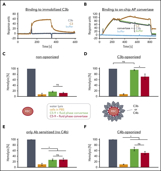 Convertase composition and fluid-phase convertase induced activation of the terminal pathway. (A) Binding of C3 or C3b onto immobilized C3b. A total of 2600 RU of biotinylated C3b (at thioester moiety) was immobilized onto a streptavidin SAP sensor chip and C3 (0.6 µM) or C3b (0.6 µM) were probed for binding. (One typical assay of 2 independent assays is shown.) (B) Binding of C3 or C3b to on chip assembled convertases. 4600 RUs of C3b were immobilized onto a CMD sensor chip. Then a mixture of factor B and factor D were injected (from 20 to 200 seconds) to facilitate the formation of C3bBb convertases before evaluating the binding (at 260-440 seconds) of C3b or C3 to C3bBb. At 740 seconds, the convertases were decayed by injection the decay accelerator CR1(1-3) at 1 µM. (One typical assay of 2 independent assays is shown.) (C-D) Effects of soluble complement components and fluid phase C3bBb convertases on nonopsonized and C3b opsonized rRBC. (C) Washed and nonopsonized and (D) highly dense C3b-opsonized rRBC were mixed with physiological concentrations of a C5-C9 mix and either PBS (red) or a separately prepared fluid-phase convertase C3bBb stored in EDTA buffer (green). The separately prepared soluble C3bBb was assembled by incubating soluble C3b with factor B and factor D in PBS supplemented with 5 mM MgCl2 for 2 minutes before stopping de novo convertase formation by supplementing EDTA to 10 mM. Incubation of cells in water (dark gray) served as reference and was set to 100% lysis; cells incubated in PBS are shown in orange. Released hemoglobin was measured as a marker of hemolysis. The average of 3 independent assays with SD is shown. An ordinary 1-way ANOVA using Tukey's multiple comparisons test was applied. (E-F) Effects of soluble complement components and fluid phase C3bBb convertases on antibody sensitized shRBC that either were or were not opsonized with C4b; otherwise as in panels C and D. ns, not significant.