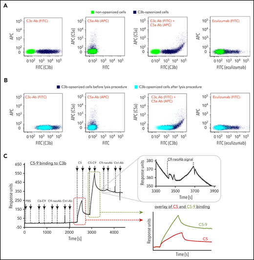 Conformational activation of C5. (A) Presence of C5 on highly dense C3b opsonized rRBCs. Nonopsonized cells (control, green) and C3b opsonized cells (dark blue) were mixed with C5-C7 and stained with a fluorescein isothiocyanate (FITC)-conjugated anti-human C3c mAb as a measure for C3b opsonization (first panel), a biotinylated anti-human C5a Ab (second panel) or simultaneously with both antibodies (third panel). C5 detection was achieved by fluorescence-labeled eculizumab as well (fourth panel). Fluorescence signals were measured by flow cytometry. (One typical assay of 3 independent assays is shown.) (B) Only rRBCs with the highest C3b deposition lysed after allowing lysis. C3b-opsonized cells from panel A carrying C5-7 complexes were exposed to C8 and C9 to enable whole assembly of MAC. After allowing lysis, the remaining cells were stained again with the antibodies (cyan). For better comparison, C3b-opsonized cells (dark blue) from before lysis are shown again. (One typical assay of 3 independent assays is shown.) (C) C5-9 binding to C3b-coated SPR sensor chip. A total of 2000 RUs of biotinylated C3b was immobilized on an SAP sensor chip followed by consecutive injections of buffer, C6-C9, C9-neoAb (anti-C5b-9 mAb), control Ab (anti-6x-His-tag mAb), C5, C5-C9, C9-neoAb, and control Ab. All complement proteins had a concentration of 0.375 µM, the antibodies were injected at 0.05 mg/mL. An overlay of the C5 binding curve (red) and the C5-C9 binding curve (green) was done to point out differences between binding signals. (One typical assay of 2 independent assays is shown.)