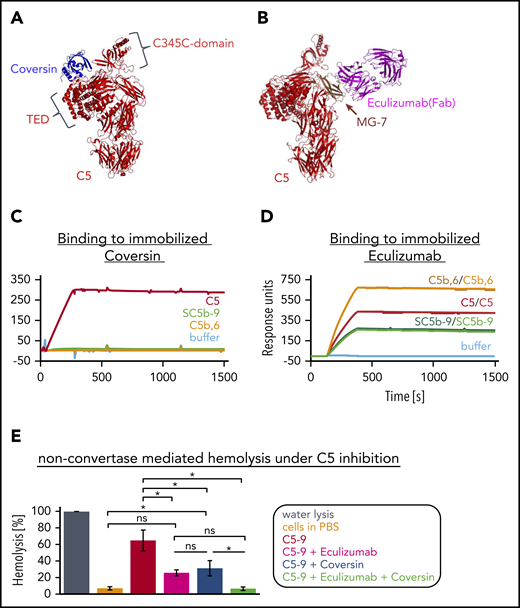 Conformational activation of C5 in presence of C5 inhibitors. (A) Structure of the complex of C5 and Coversin. Crystal structure of C5:Coversin (PDB entry: 5HCC Jore et al31). Coversin addresses 3 domains in C5: CUB, TED, and the C345C domain (with the latter 2 being indicated). (B) Binding of eculizumab to C5. Crystal structure of eculizumab-Fab (pink) in complex with C5 (red) (PDB entry: 5I5K Schatz-Jakobsen et al41). Eculizumab binds solely to the MG-7 domain (brown) of C5. (C) Binding curves of C5 and activated C5 complexes to 440 RU of immobilized Coversin (via amine coupling onto a CMD sensor chip). C5 (red) and the activated C5 structures, C5b,6 (orange) and SC5b-9 (green), were applied to the chip at a concentration of 25 nM. (One assay was performed.) (D) Binding curves of C5 and activated C5 complexes to eculizumab immobilized via amine coupling to a level of 13,200 RUs onto a CMD sensor chip. All analytes were injected at a concentration of 25 nM. Duplicates of each sample were performed to show reproducibility. (One assay was performed.) (E) Nonconvertase-mediated hemolysis under C5 inhibition. C3b-opsonized rRBCs were exposed to a C6-C9 mixture (physiological concentrations), followed by the addition of C5 (physiological concentration) preincubated with eculizumab (5 µM, pink), Coversin (5 µM, blue), both C5 inhibitors together (green) or without inhibitor (red). Cells in water served as reference and were set to 100% lysis, incubation of cells only in PBS is shown in orange. Release of hemoglobin was measured as a marker of hemolysis. Average of 3 independent assays with SD is shown. An ordinary 1-way ANOVA using Tukey multiple comparisons test was applied. ns, not significant.