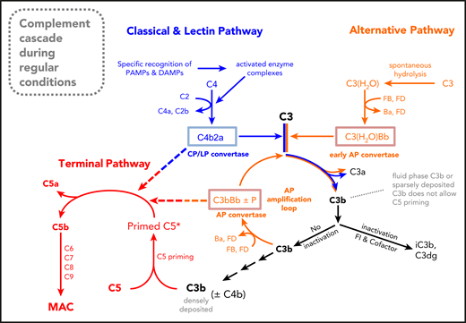 A new schematic drawing of the complement cascade. The new feature of this complement scheme is the absence of trimolecular C5 convertases. Instead, it is envisaged that the bimolecular C3 convertases C3bBb (or C3bBbP) and C4b2a proteolytically activate C5 once it is conformationally prepared for cleavage (or primed) on highly dense surface clusters of C3b alone or C3b and C4b.