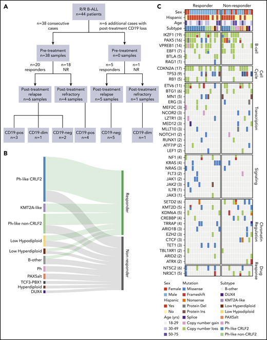 Cohort characteristics and blinatumomab response. (A) CONSORT diagram of B-ALL patients included in the study. (B) Ribbon plot showing response to blinatumomab in each genomic subtype. Patients with full hematological disease (≥5% blasts; 42 of 44 patients) were included for response analysis. (C) Genomic alterations identified by whole-genome sequencing and whole-exome sequencing (WES) in blinatumomab responders compared with nonresponders (NRs). del, deletion; dim, diminished; ins, insertion; neg, negative; Ph, Philadelphia chromosome; pos, positive.
