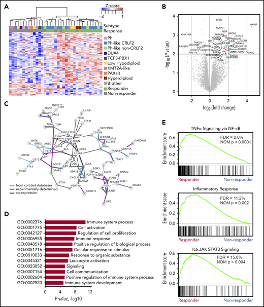 Heightened immune response signature in blinatumomab responders. (A) Supervised hierarchical clustering of differential gene expressions showing upregulated genes in responders (n = 227 genes) and nonresponders (n = 118 genes). (B) Differential gene expression in responders. Protein coding genes with log counts per million (CPMs) >0 displayed. P < .01 and log2 fold-change >1 (red dots); P < .01 and log2 fold-change <1 (blue dots). (C) STRING (Search Tool for Retrieval of Interacting Genes/Proteins) protein-protein interaction network of upregulated genes (n = 227) in responders. The minimum required interaction score was set to 0.4, and the disconnected nodes were removed. (D) Enrichment of Gene Ontology (GO) pathways in responders. (E) Significantly enriched gene set enrichment analysis (GSEA) gene sets in responders. FDR, false discovery rate; NOM, nominal; TNFα, tumor necrosis factor α.