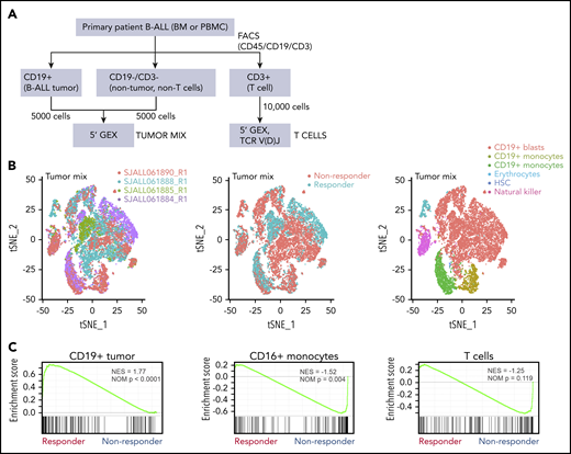 Single-cell analysis of tumor mix cells. (A) Workflow for identifying tumor cells, T cells, and nontumor non–T cells for single-cell analysis by 10× Genomics in 2 responders, 2 nonresponders, and 1 postblinatumomab relapse sample. (B) tSNE plots of tumor mix cells showing 2 responders and 2 nonresponders visualized by sample, responder/nonresponder, and cell type. SJALL061890_R1 (n = 4512 cells), SJALL061888_R1 (n = 10 129 cells), SJALL061885_R1 (n = 4470 cells), and SJALL061884_R1 (n = 6275 cells). (C) GSEA of 10× Genomics 5′ gene expression of tumor mix cells showing enrichment of blinatumomab responder signature identified in bulk RNA-seq in CD19+ tumor cells from responders. BM, bone marrow; FACS, fluorescence-activated cell sorting; HSC, hematopoietic stem cell; NES, normalized enrichment score; NOM, nominal; PBMC, peripheral blood mononuclear cell; tSNE, t-distributed stochastic neighbor embedding.