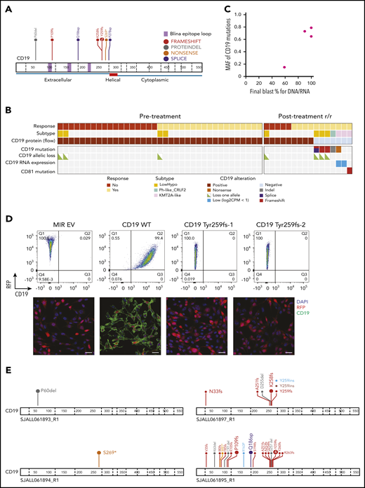 Mechanisms of CD19 loss during blinatumomab treatment. (A) Protein domain plot of CD19 mutations identified in posttreatment CD19− relapse samples. (B) Analysis of CD19 locus and CD81 mutations in pre- and posttreatment samples. (C) MAF of CD19 mutations by blast percentage in CD19− relapse samples. (D) Cell surface expression of CD19 (x-axis) in NIH-3T3 cells with MSCV-IRES-RFP (MIR) empty vector (EV), wild-type (WT) CD19, Tyr259fs-1 (c.775 T→TGT), and Tyr259fs-2 CD19 mutations (c.776 A→ATTGGAGATCCC) by flow cytometry (top) and immunofluorescence (bottom). Images were taken at 40× magnification using Nikon C2 confocal on TE2000 ET microscope. Scale bars, 25 μm. CD19, green; RFP, red; DAPI, blue. (E) Protein domain plots for 4 CD19− relapse samples subject to targeted sequencing. Enlarged font represents mutations identified by WES (100× coverage); smaller font represents mutations identified by targeted sequencing of CD19 (20 000× coverage). CPM, count per million; DAPI, 4′,6-diamidino-2-phenylindole; hypo, hypodiploid; RFP, red fluorescent protein.