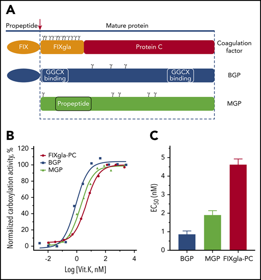 Functional study of GGCX in HEK293 cells using different VKD reporter proteins. (A) Diagram of structurally distinct VKD reporter proteins. Gla residues are indicated by γ. (B) Carboxylation of the 3 VKD reporter proteins in HEK293 cells in response to vitamin K. Wild-type GGCX was transiently expressed in GGCX-deficient HEK293 cells stably expressing FIXgla-PC, MGP, or BGP. Transfected cells were incubated with increasing concentrations of vitamin K for 48 hours. The carboxylation efficiency of the reporter protein was determined in the cell culture medium by ELISA. (C) Half-maximal stimulation concentrations of vitamin K (EC50) (obtained by nonlinear regression using GraphPad Prism 8.0) for the carboxylation of BGP, MGP, and FIXgla-PC. Data are presented as means ± standard deviation (SD).
