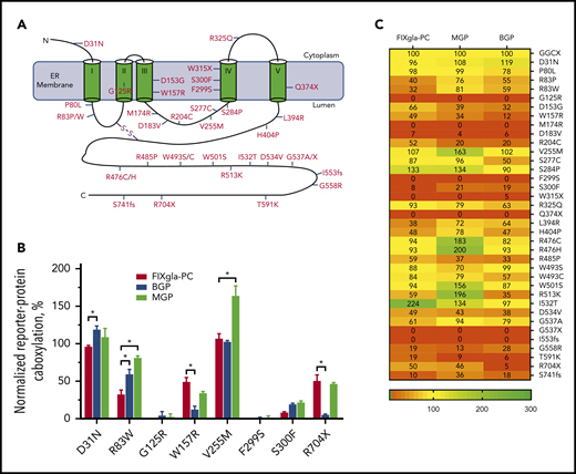 Effect of GGCX mutations on the carboxylation of different VKD reporter proteins. (A) Distribution of naturally occurring mutations in the GGCX molecule. The 5-transmembrane domain topologic structure of GGCX illustrated is based on the model from reference 2. (B) Carboxylation of the 3 VKD reporter proteins by selected GGCX mutations in HEK293 cells. The GGCX mutation was transiently expressed in GGCX-deficient HEK293 cells stably expressing FIXgla-PC, MGP, or BGP. Transfected cells were incubated with 5 µM vitamin K for 48 hours. Carboxylation efficiency of the reporter protein was determined in the cell culture medium by ELISA. Wild-type GGCX activity was normalized to 100%. Data are presented as the mean ± SD of 3 independent experiments (n = 3). *P < .001. (C) A heat-map representation of the carboxylation activity of the currently identified GGCX mutations for the 3 reporter proteins. Carboxylation activity was determined as described in panel B.