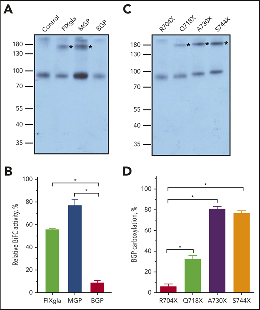 Effect of GGCX’s C terminus on BGP binding. (A) Interaction of the R704X mutant with 3 VKD reporter proteins in live cells probed by DSS cross-linking. The R704X mutant and MBP fusions of the VKD reporter proteins (FIXgla, MGP, BGP) were transiently coexpressed in GGCX-deficient HEK293 cells for DSS cross-linking, as described in Figure 4B. The cross-linked bands of GGCX and its substrate were marked with asterisks. (B) Interaction of the R704X mutant with 3 VKD reporter proteins in live cells probed by the Venus-based BiFC assay. R704X-VN and the reporter protein fused with VC were transiently coexpressed in GGCX-deficient HEK293 cells. Forty-eight hours later, the fluorescence signal was determined directly from the transfected live cells. Data are presented as the mean ± SD of 3 independent experiments (n = 3). *P < .001. (C) Interaction of GGCX C-terminal truncation mutations with BGP probed by DSS cross-linking, as described in panel A. (D) BGP carboxylation by GGCX C-terminal truncation mutations in GGCX-deficient HEK293 cells, as described in Figure 2B. Data are presented as the mean ± SD of 3 independent experiments (n = 3). *P < .001.