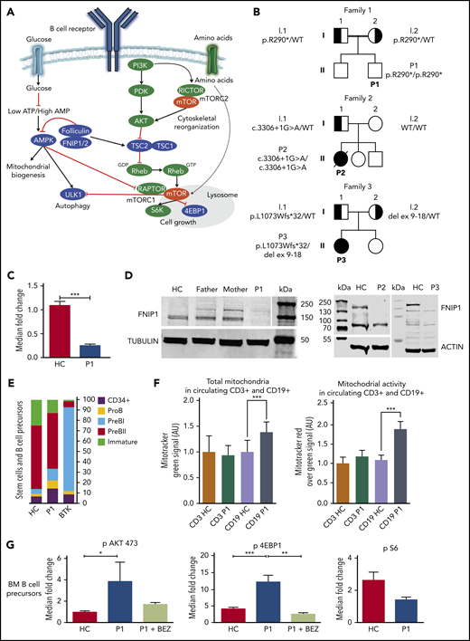 Functional studies on patients with FNIP1 deficiency. (A) Schematic illustration displaying the interaction of FNIP1 in B cells. Positive and negative regulators of mTORC1 signaling are depicted in green and in blue, respectively. Folliculin and Fnip1/2 have been described as both positive and negative regulators of mTORC1. (B) Pedigrees showing 3 families with affected individuals harboring FNIP1 variants. Solid symbols indicate affected persons who were homozygous or compound heterozygous for the mutant alleles; half solid symbols, heterozygous persons; circles, female family members; square, male family members; double lines, consanguinity. (C) Expression of FNIP1 messenger RNA in P1 (quantitative reverse-transcription polymerase chain reaction analysis). Data are expressed as mean ± standard deviation (2 independent experiments, each performed in triplicate). Statistical analysis was performed using 1-way analysis of variance. (D) FNIP1 protein expression in T cells. (E) Bone marrow B-cell immunophenotyping in P1 compared with a healthy control and 1 Bruton tyrosine kinase (BTK) patient (representative experiment). (F) Quantification of total mitochondrial abundance and mitochondrial activity in circulating CD19+ cells isolated from an healthy control and P1 (representative experiment). AU, arbitrary units. (G) Evaluation of pAKT, pS6, and p4EBP1 levels in B-cell bone marrow progenitors from P1 and a healthy control (2 experiments). In all graphs, **P < .01 and ***P < .001. Data are presented as means ± standard deviation. AMP, adenosine 5′-monophosphate; ATP, adenosine triphosphate; HC, healthy control; WT, wild type.