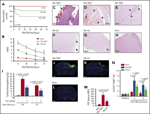 A2 improved survival and neurological function of TBI mice. C57BL/6J male mice were subjected to TBI and received 4 mg/kg of A2 through IP 30 minutes after injury. (A,B) Survival (n = 95) (A) and mNSS (n = 59) (B) were compared between mice receiving A2 and those receiving TBST (1-way ANOVA on rank, *P < .001 and **P < .005 vs untreated). (C-E) Hematoxylin and eosin brain histology on brain tissue collected 24 hours after TBI shows subdural hematoma (C,D, arrow) and multiple intracerebral hemorrhage (D,E, arrowhead) loci of mice receiving TBST. (F-H) The subdural (F, arrow) and intracerebral bleeding (G, arrow) were observed less frequently in TBI mice receiving A2 (H, the brain of a sham mouse as control). The images are representative of 36 mice examined. (I) Hemoglobin in brain homogenates at 24 and 72 hours after TBI (n = 9, 1-way ANOVA). (J-L) Coronal views of the brains from TBI mice receiving TBST (J) or A2 (K) and sham mice (L) infused with FITC-dextran (3 hours after TBI) and counterstained with DAPI (scale bars, 1 mm, representative of 9 brains reviewed). (M) FITC fluorescein intensity of these brains (1-way ANOVA). (N) Plasma levels of endothelial EVs (CD31+/VWF+) in TBI mice receiving A2 or TBST and sham mice (n = 21, 1-way ANOVA).