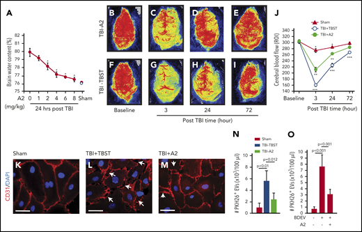 A2 prevented BDEV-induced vascular leakage. (A) Water content of the brains from TBI mice receiving A2 or TBST, showing a dose-dependent reduction of brain water content in A2-treated TBI mice (red dots), compared with that of untreated mice (white dot, n = 12, 1-way ANOVA, P < .01 vs untreated mice as control). (B-I) Laser speckle images from TBI mice treated with either A2 or TBST (n = 8). (J) Blood flow of the contusional and pericontusional cortex in the region of interest (ROI) from TBI mice receiving either A2 or TBST and sham mice (n = 9, 1-way ANOVA, *P < .01 among 3 groups at 3 and 24 hours, **P < .01 vs baseline in TBI-A2 mice, ***P < .001 vs baseline in TBI-TBST mice). (K-M) HUVECs were cultured to confluence and then treated with plasma from sham and TBI mice (K) receiving TBST (L) or A2 (M) for 3 hours at 37°C. The plasma samples were obtained 3 hours post-TBI. The cells were stained with a CD31 antibody (red) to mark the tight junction (scale bars, 100 μm; arrows: disrupted junctions, representative of 3 separate experiments). (N) PKH26-labeled EVs purified from equal volumes of plasma from sham mice and TBI mice treated with A2 or TBST were incubated with HUVECs for 3 hours at 37°C in the presence of 3 × 105/μL of human platelets. The labeled EVs were quantified in the bottom chamber using flow cytometry (n = 12, 1-way ANOVA). (O) The same experiments as described in panel N were used to measure the transendothelial migration of PKH26-labeled BDEVs (n = 12, 1-way ANOVA).