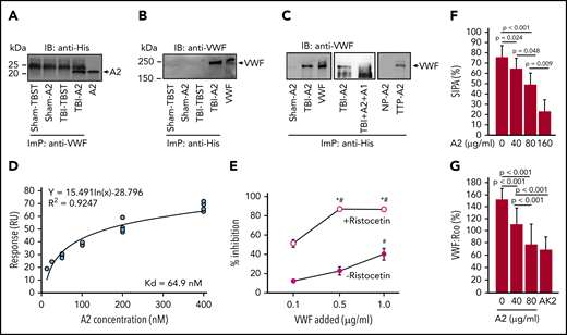 A2 blocked A1 exposed on activated VWF. (A,B) An anti-VWF antibody immunoprecipitated (ImP) A2, which was detected by an anti-His antibody in immunoblots (IB) (A) and an anti-His antibody immunoprecipitated VWF (B), which was detected by an anti-VWF antibody in TBI mice receiving A2. (C) A2 was incubated with plasma from TBI and sham mice and from TTP patients and healthy controls (NP, normal plasma) for 60 minutes at 37°C. Plasma VWF was then immunoprecipitated by an anti-His antibody and probed with a polyclonal VWF antibody through IB. As control, A2 was first treated with an equal molar concentration of the isolated A1-domain before incubation with plasma VWF from TBI mice (C, center; A-C, representatives from 6 individual experiments). (D) The binding kinetics of A2 to a recombinant human A1 measured by surface plasmon resonance after the nonspecific background binding was subtracted (n = 15). (E) Plasma VWF treated with 1 mg/mL of ristocetin blocked the anti-A2 antibody from binding to nickle-captured A2 in a dose-dependent manner; untreated plasma VWF did not do the same (n = 12, 1-way ANOVA, *P < .01 vs no ristocetin; #P < .001 vs the lowest concentration of VWF). (F,G) A2 blocked SIPA (F) and VWF:Rco (G) of human platelets in a dose-dependent manner. The GPIbα antibody AK2, which blocked VWF-induced platelet aggregation,51 was tested as a control for VWF:Rco (G, n = 9, 1-way ANOVA).