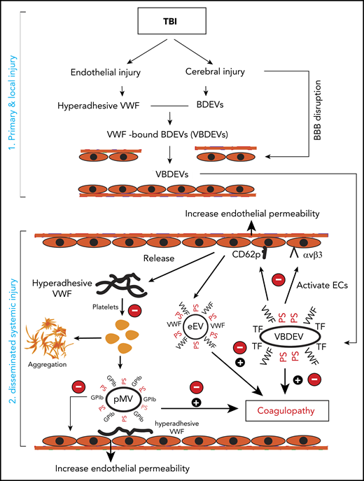 The role of VWF in TBI-IC and its blockage by A2. TBI-IC can be considered as a 2-step process of initiation and dissemination. The first step occurred at the site of injury, and trauma promotes endothelial cells to release hyperadhesive VWF and disrupts the blood–brain barrier, and injures cerebral cells to release BDEVs. The hyperadhesive VWF binds BDEVs, likely through integrins on BDEVs and the RGD sequence in the C domain of VWF, to become VWF-bound BDEVs (VBDEVs). In the second step, VBDEVs released into circulation bind and activate endothelial cells at vascular beds remote from the injury, using VWF as the adhesive ligand. The activated endothelial cells release procoagulant EVs (eEVs) and more hyperadhesive VWF multimers that can be either EC-bound or a soluble form. The EC-bound VWF tethers platelets, leukocytes, and EVs to the endothelium to propagate endothelial injury and permeability. The soluble VWF binds and activates platelets to express PS and release platelet EVs (pEVs). Together, activated endothelial cells and platelets, and PS+EVs induce consumptive coagulopathy (black circle with a plus sign), which can be inhibited by A2 at key action points by blocking hyperadhesive VWF (red circle with a minus sign).