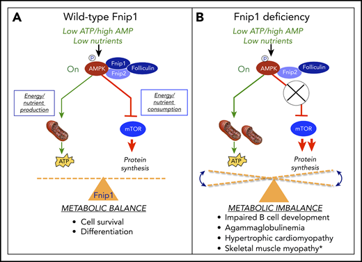 The FNIP1/FNIP2/folliculin complex helps maintain metabolic homeostasis during metabolic stress. (A) FNIP1 physically interacts with AMPK, FNIP2, and folliculin. In response to high AMP/low ATP, AMPK is phosphorylated and activated by LKB1 kinase. Activated AMPK then stimulates energy and nutrient production by increasing mitochondrial biogenesis, autophagy, and fatty acid oxidation, while inhibiting nutrient and energy consumption by mTOR. (B) FNIP1 deficiency in humans and mice results in metabolic imbalance and associated pathology. *As noted by Niehues et al.10