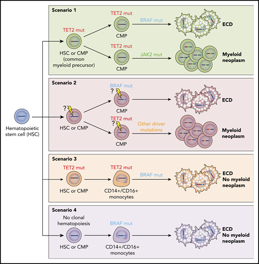Various hypothetical scenarios depicting the interplay between CH (especially TET2) and MAPK-ERK mutations, and its role in the pathogenesis of ECD and concomitant myeloid neoplasms. Sequential acquisition of driver mutations can occur due to pressure from bone marrow microenvironment, leading to development of myeloid neoplasms and ECD (scenario 1). There may be unknown alterations in the progenitor cells that lead to development of ECD and myeloid neoplasm (scenario 2). In various scenarios, TET2-mutant cells can lead to selective growth of MAPK-ERK–mutated histiocytes in a paracrine manner. Alternately, MAPK-ERK–mutant myeloid cells can also stimulate TET2 mutations. In the most common scenarios (3 and 4), however, ECD occurs without myeloid neoplasms irrespective of the presence of CH.