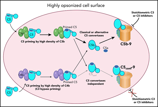 Proposed model for MAC formation on surfaces, opsonized with C3b or C4b (such as pathologic red blood cells): C5, coming from the circulation (cyan), binds to one of the many C3b (green) or C4b (violet) molecules on the cell surface (rose). The interaction induces conformational change by moving the thioester domain (blue circle in C5) partially down, and exposure of the C5a domain (blue ellipse), to facilitate its cleavage by the C5 convertases. After such proteolytic activation, C5a is released, and the thioester domain in C5b goes down to its maximum extent, exposing the C6 binding site and allowing the formation of the C5b-9 MAC. This process will be blocked by stoichiometric C3 or C5 inhibitors, explaining their therapeutic effect. In the context of very high densities of C3b or C4b, the interaction with C5 is stronger, allowing full transition of the thioester domain down, assuming a C5b-like structure, without cleavage and release of the C5a domain. This newly formed C5conf will have the C6 binding site exposed and the capacity to form a C5conf-C9 MAC. This new process is expected to occur rarely, only at very high density of C3b or C4b and in the absence of active convertases. The formation of this C5conf-9 membrane attach complex, though, will not be prevented by stoichiometric C3 or C5 inhibitors and may contribute to the pharmacodynamic breakthrough effect. Illustration by Margot Revel, Centre de Recherche des Cordeliers, using BioRender.com.