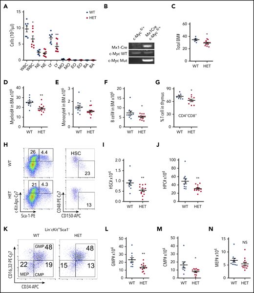 Haploinsufficiency of c-Myc leads to ineffective hematopoiesis. (A) Absolute number of WBCs, neutrophils (NEs), LYs, monocytes (MOs), eosinophils (EOs), and basophils (BAs) in PB from c-Mycfl/+ (WT) and c-Mycfl/+ Mx1-Cre (HET) mice 4 months after pIpC injection (n = 7-8). (B) PCR analysis of the deletion of c-Myc (Mut band) and WT c-Myc allele among genomic DNA in BM cells from WT and HET mice 4 months after pIpC injection. (C) Total BM cells in WT and HET mice 4 months after pIpC injection (n = 6-12). (D-G) Number of myeloid cells (Mac+Gr1+) (D), MOs (Mac+Gr1low) (E), and B cells (B220+) (F) in BM and ratio of CD4+CD8+ cells in the thymus (G) from WT and HET mice 4 months after pIpC injection (n = 7-13). Number of HSCs (I) and HPCs (J) in BM from WT and HET mice 4 months after pIpC injection. Gating strategy is shown in panel H; HSC: Lin−c-Kit+Sca1+ CD48−CD150+; HPC: Lin−c-Kit+Sca1− (n = 10-13). Number of GMPs (L), CMPs (M), and MEPs (N) in BM from WT and HET mice 4 months after pIpC injection. (K) Gating strategy for GMPs: Lin−c-Kit+Sca1− CD16/32+CD34+; CMPs: Lin−c-Kit+Sca1− CD16/32−CD34+; and MEPs: Lin−c-Kit+Sca1− CD16/32−CD34− (n = 8-13). *P < .05; **P < .01; NS nonsignificant, by Student t test.