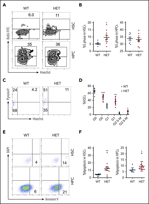 Loss of 1 allele of c-Myc leads to a decrease in HSC quiescence and an increase in HSC apoptosis. (A-B) Flow cytometric analysis of the S phase of HSCs and HPCs from WT and HET mice 4 months after pIpC injection. Cells were stained with BrdU and Hoechst to indicate the S phase (BrdU-FITC+ population). Gating strategy is shown in (A) and summary data of S phase in HSCs and HPCs are presented in (B). (C-D) Flow cytometric analysis of the cell cycle of HSCs from WT and HET mice 4 months after pIpC injection. Cells were stained with Hoechst DNA Dye and pyroninY RNA Dye to indicate the different cell cycle stages. G0 phase (Hoechst− pyroninY−), G1 phase (Hoechst− pyroninY+), and G2-S-M phase (Hoechst+ pyroninY+) cell percentage in the HSC population. Gating strategy (C); summary data (D). (E-F) Flow cytometric analysis of the apoptotic cell ratio (annexin V+) in HSCs and HPCs from WT and HET mice 4 months after pIpC injection (n = 7-14). Gating strategy (E); summary data (F). *P < .05; **P < .01; ***P < .001, by Student t test.