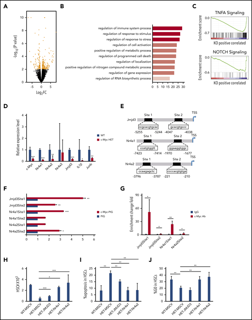 c-Myc regulates multiple pathways related to HSC functions. (A) A volcano plot showing fold changes for differentially expressed genes in LT-HSCs from WT (c-Mycfl/+) and c-Myc HET (c-Mycfl/+Mx1Cre) mice. The experiments were performed in triplicate. (B) Bar graph showing gene ontology biological processes significantly affected in c-Myc HET HSCs. (C) Enrichment plots of selected gene sets from GSEA. Expression data with 20 000 transcripts was used for analysis. (D) qPCR analysis of the expression of selected genes in LT-HSCs. Gene expression was initially normalized to actb expression. Values represent the fold changes in gene expression relative to that in control HSCs. (E) The c-Myc potential binding sites on the promoter region(s) of Jmjd3, Nr4a1, and Nr4a2. (F) Luciferase reporter assays. 293T cells were transfected with Jmjd3, Nr4a1, or Nr4a2 promoter luciferase constructs and control vector PIG or c-Myc–expressing vector. (G) ChIP assay of the binding of endogenous c-Myc to the promoter region(s) of Jmjd3, Nr4a1, and Nr4a2 in Lin− BM cells; IgG served as the negative control. (H-J) Total HSC number (H), the frequency of apoptotic HSCs (I) and the frequency of quiescent HSCs (J), as determined by flow cytometric analysis, in mouse recipients of transplanted WT BM cells expressing MSCV vector, or c-Myc HET BM cells expressing MSCV vector, JMJD3, Nr4a or Nr4a2 (n = 3-6). *P < .05; **P < .01; ***P < .001, by Student t test.