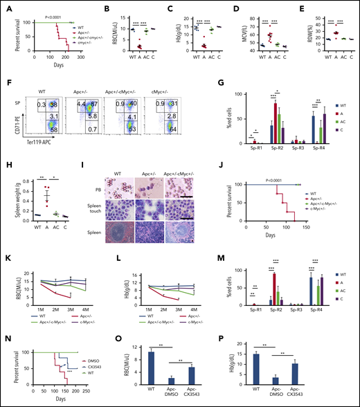 c-Myc haploinsufficiency rescues Apc-heterozygous deletion-induced anemia. (A) Kaplan-Meier survival curve of WT (Apcfl/+c-Mycfl/+), Apc+/− (A, Apcfl/+ Mx1Cre), Apc+/−c-Myc+/− (AC, Apcfl/+c-Mycfl/+ Mx1Cre), and c-Myc+/−(C, c-Mycfl/+ Mx1Cre) mice (n = 6-9). The graph starts from the first day after the third pIpC injection. (B-E) Absolute number of RBCs (B), Hb level (C), mean corpuscular volume (MCV) (D), and RBC distribution width (RDW) (E) in PB in each group of mice (n = 6-9). Data were collected when the first Apc+/− mice become moribund. (F-G) Flow cytometric analysis of erythroid (Ter119+) in spleen (Sp) from WT (Apcfl/+c-Mycfl/+), Apc+/−, Apc+/−c-Myc+/−, and c-Myc+/− mice. Gating strategy (F) and summary data (G) (n = 4). (H) Spleen weights for each cohort (n = 4). (I) Histological analysis of PB smear, spleen touch, and spleen section from WT (Apcfl/+c-Mycfl/+), Apc+/−, and Apc+/−c-Myc+/− mice. PB and spleen touch, May-Grünwald-Giemsa stain; spleen, hematoxylin and eosin. Scale bars, 50 μm. (J) Kaplan-Meier survival curve of WT control, Apc+/−, Apc+/−c-Myc+/−, and c-Myc +/− mice reconstituted with WT CD45.1 BM cells (n = 4-7). The graph starts from the first day after the third pIpC injection. The number of RBCs (K) and Hb level (L) in each cohort of mice from the first to the fourth month after transplantation (n = 4-7). (M) Flow cytometric analysis of erythroid blast cells in spleen from each cohort of mice (n = 4). (N) Kaplan-Meier survival curve of WT and Apc+/− mice reconstituted with WT CD45.1 BM cells after receiving 10 Gy irradiation. WT mice were treated with vehicle control and Apc+/− mice were treated with vehicle control or CX-3543 (n = 5-6). CX-3543 was administered for 3 times every week after 2 months of pIpC-induced deletion until mice were euthanized. The graph starts from the first day after the third pIpC injection. Absolute number of RBCs (O) and the Hb level (P) in WT mice treated with vehicle control or Apc+/− mice treated with vehicle control or CX-3543 (n = 5-6). Data were measured at the time when the first Apc+/− mouse become moribund. *P < .05; **P < .01; ***P < .001, by Student t test or log-rank (Mantel-Cox) test for survival curve.