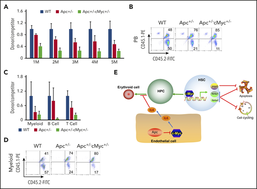 Reduced expression of c-Myc does not rescue the self-renewal defect of HSCs in mice. (A) Flow cytometric analysis of donor (CD45.2+CD45.1−)– and WT competitor (CD45.2+CD45.1+)–derived PB cells in recipient mice (CD45.2−CD45.1+) 1 to 5 months after transplantation. (B) Representative diagrams of PB flow cytometry data for the fifth month. (C) Flow cytometric analysis of donor– and WT competitor–derived PB cells in different lineage populations from the recipient mice. (D) Representative diagram of flow cytometric analysis of myeloid cells in mice 5 months after transplantation (n = 5 for each group). (E) A model of c-Myc–mediated intrinsic and extrinsic regulation of HSC fate. c-Myc mediates the function of the Wnt/β-catenin signaling pathway in endothelial cells through IL6 secretion. c-Myc controls HSC quiescence and quiescence by directly activating expression of Nr4a1, Nr4a2, and Jmjd3.