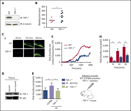 TSP-1 deficiency delays thrombus formation and prolongs bleeding time. (A) Representative immunoblot of TSP-1 from lysates of WT and TSP-1−/− platelets. (B) Animals were counted after cessation of bleeding for 1 minute. Data are presented as scatter plot; every dot represents an individual animal, and the black line indicates mean. N = 7 for WT and N = 8 for TSP-1−/− mice (P < .02). (C) In vivo thrombus formation following ferric chloride injury of the carotid artery of WT mice was compared with that of TSP-1−/− mice (supplemental Videos). Platelets were labeled with Dylight488-conjugated rat anti-CD42b antibody. (i) Representative images of thrombus accrual at indicated times, (ii) representative graph of continuous monitoring of real-time thrombus formation (WT = black line and TSP-1−/− = gray line), and (iii) time to peak thrombus size expressed as mean ± standard deviation of N = 8 WT (black bar) and N = 8 TSP-1−/− (gray bar) mice (*P < .01). (D) Plasma TSP-1 pull-down from noninjured mice and from mice 30 minutes after ferric chloride injury examined by immunoblotting. Representative of 5 mice. (E) Peak thrombus size analysis (20 minutes’ postinjury) after transfusion of WT or TSP-1−/− donor platelets into TSP-1−/− recipient mice followed by ferric chloride injury. Data are presented as mean ± standard deviation and represent N = 5 (*P < .02).