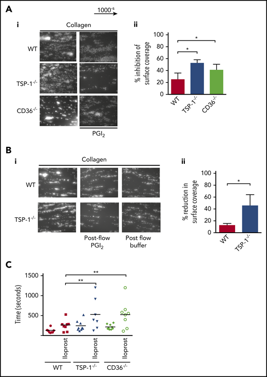 TSP-1−/− and CD36−/− display prolonged bleeding times after iloprost injection. (A) Whole blood was incubated alone or with PGI2 (50 nM) for 2 minutes, then perfused at arterial shear 1000 s−1 for 2 minutes over a collagen matrix (50 µg/mL). Images of adherent platelets were taken by fluorescence microscopy. (i) Representative images of arterial flow experiments, (ii) data presented as inhibition of surface coverage (%), mean ± standard error of the mean (N = 5; *P < .05, Mann-Whitney U test). (B) Whole blood from WT and TSP-1−/− mice was labeled with DIOC6 and perfused over collagen (50 mg/mL) at a shear rate of 1000-s for 2 minutes. The thrombi were subjected to a post-flow with Tyrode’s bovine serum albumin buffer with or without PGI2 (50 nM) at 1000-s for 4 minutes. (i) Representative images at the end of the postflow. (ii) Data are presented as reduction in surface coverage (%); N = 5 (P < .05). (C) WT, TSP-1−/−, and CD36−/− mice were transfused with iloprost (80 ng/mL) for 2 minutes or vehicle control, and bleeding time was examined by using the tail bleeding assay. Animals were counted after complete cessation of bleeding for 1 minute. Data are presented as scatter plot; every dot represents an individual animal, and the black line indicates mean (N = 9; **P < .01).