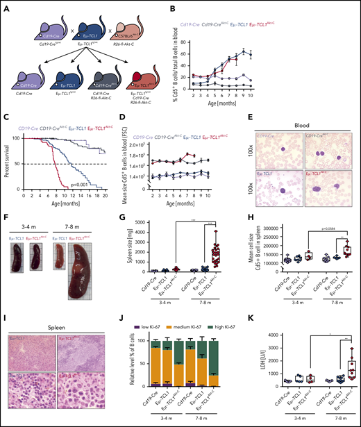 B-cell–specific constitutive activation of Akt in the Eµ-TCL1 mouse model induces aggressive lymphoma with a diffuse large B-cell phenotype in vivo. (A) Breeding scheme required to generate requisite genotypes. (B) Relative quantification of Cd5+ B cells from serial blood samples from Cd19-Cre (black), Cd19-CreAkt-C (gray), Eµ-TCL1 (blue), and Eµ-TCL1Akt-C (red) mice. Blood samples were measured between 2 months and 10 months of age with 1-month intervals. (C) Pairwise Kaplan-Meier overall survival analysis. Significance between groups was tested by using the pairwise log-rank P values. (D) Mean cell size (FSC value) of Cd5+ B cells from peripheral blood measured between 2 and 10 months of age with 1-month intervals. (E) Representative hematoxylin and eosin staining of blood samples. (F) Representative images of spleens from Cd19-Cre (black; top left), Cd19-CreAkt-C (gray; bottom left), Eµ-TCL1 (blue; top right), and Eµ-TCL1Akt-C (red; bottom right) mice aged 3 to 4 months and 7 to 8 months, respectively. (G) Box plot of spleen weight for mice aged 3 to 4 months and 7 to 8 months. (H) Box plot showing the mean cell size (FSC value) within the spleen for mice aged 3 to 4 months and 7 to 8 months. (I) Representative hematoxylin and eosin staining of spleen preparations. (J) Bar graph displaying relative levels of B cells showing low, medium, and high amounts of Ki-67 in mice aged 3 to 4 months and 7 to 8 months. (K) Box plot showing the lactate dehydrogenase (LDH) levels for mice aged 3 to 4 months and 7 to 8 months. *P < .05, **P ≤ .01, ***P ≤ .001 (unpaired, 2-sided Student t test).