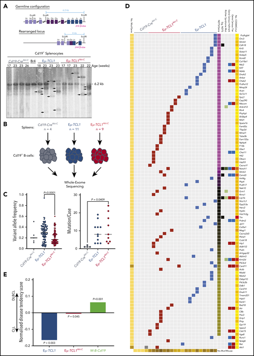 Catalogue Of Somatic Mutations In Cancer (COSMIC)-annotated Eµ-TCL1Akt-C–mutated genes define the model as a genetically intermediary form between CLL and DLBCL. (A) Schematic strategy to identify clonal VDJ rearrangements. Using the JH4 probe on EcoRI-digested genomic DNA results in a 6.2 kb germline configuration band in Southern blot analysis. Clonal VDJ rearrangements indicative of B-cell leukemia and lymphoma can be identified by clear bands other than 6.2 kb (upper panel). Southern blot analysis of Cd19+ MACS-purified B cells derived from indicated mice using the aforementioned strategy. (B) Flow diagram of WES experimental setup. (C) Distribution of variant allele frequencies (left panel) and mutations per case (right panel) between Cd19-CreAkt-C (n = 4), Eµ-TCL1 (n = 10), and Eµ-TCL1Akt-C (n = 9) mice. (D) Waterfall plot of COSMIC-annotated mutations from Cd19-CreAkt-C (n = 4), Eµ-TCL1 (n = 10), and Eµ-TCL1Akt-C (n = 9) mice. Mutations clustered according to normalized disease tendency scores of COSMIC CLL and DLBCL mutation data (pink = CLL-associated; yellow = DLBCL-associated; black = equal distribution). Mutations were annotated for occurrence in COSMIC Cancer Gene Census Tiers (blue = animal 1; red = animal 2), COSMIC Cancer Gene Census Hallmark classification (blue = across all cancers; red = leukemia/lymphoma-specific), observed to be mutated in RT. (E) Bar graph representing the mean normalized disease tendency scores per genotype (blue = Eµ-TCL1; red = Eµ-TCL1Akt-C; green = M-B-Cd19). P values were generated via binomial testing, presuming equal chances of each gene being mutated in either CLL or DLBCL (0.5).