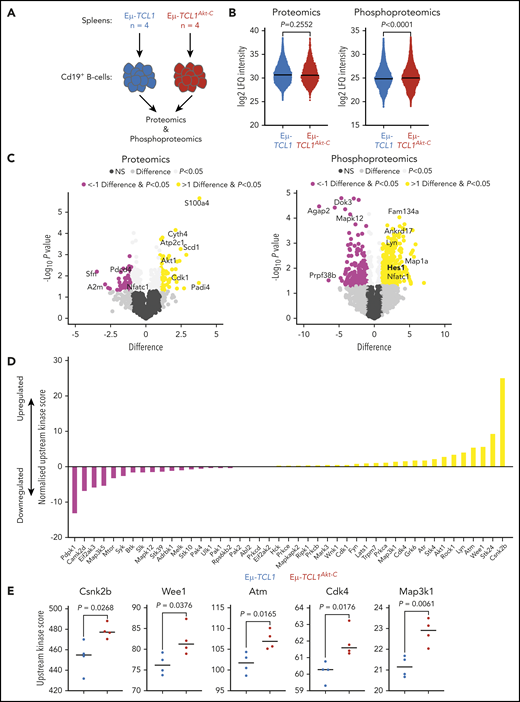 Overexpression of S100a4, increased phosphorylation of Hes1, and increased activation of Cdk4 and Wee1 infer Notch1 activation. (A) Flow diagram of phosphoproteomic/proteomic experimental setup. (B) Log2 label-free quantification (LFQ) intensity values of all proteins captured (left panel) or phosphopeptides (right panel) across all mice per genotype. (C) Volcano plots representing the difference in log2 LFQ intensity of proteins (left panel) and phosphopeptides (right panel) between Eµ-TCL1 (n = 4) and Eµ-TCL1Akt-C (n = 4) mice. Significant DE proteins/phosphopeptides defined as difference >1 and P < .05 (upregulated in Eµ-TCL1Akt-C = yellow; downregulated = pink). (D) Normalized upstream kinase scores for all 45 kinases with available PhosphoSitePlus kinome data. Bars represent the difference in upstream kinase scores between Eµ-TCL1 (n = 4) and Eµ-TCL1Akt-C (n = 4) (upregulated in Eµ-TCL1Akt-C = yellow; downregulated = pink). (E) Upstream kinase scores from the top significantly upregulated kinases in Eµ-TCL1Akt-C mice. Significant differences between groups assessed by using Student t test, significant proteins/peptides defined as P < .05 as well as difference >1 /<1 for phosphoproteomics/proteomics, whereas for upstream kinase analysis. P < .05 kinases were considered significant. NS, not significant.