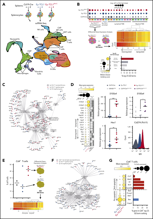Cell–cell interactions and overexpression of S100a4/Hes1/Cd274(Pd-l1) defines RT gene signature in Eµ-TCL1Akt-C–enriched B-cell clusters. (A) Flow diagram of scRNA-Seq experimental setup (upper panel). Integrated UMAP from Cd19-Cre (n = 2), Eµ-TCL1 (n = 4), and Eµ-TCL1Akt-C (n = 4) mice (n = 33 224 cells). Demarked clusters represent B-cell tumor clusters enriched within either Eµ-TCL1 (blue) or Eµ-TCL1Akt-C (red) and the TME (black). (B) Dot plot representing the number of cells appearing in each cluster per genotype (upper panel). Graphical representation of differential gene expression analysis and heatmap showing the normalized percent cell expression changes of significantly differentially expressed genes (middle panel). Dot plot representing the median disease tendency score of GO term groups with the dot size representing the number of genes associated with all GO terms (lower panel, left graph). Bar chart representing the percentage of GO term groups of the top 25 Eµ-TCL1Akt-C–associated GO terms (lower panel, right graph). (C) Network visualization of all cell–cell associated GO terms from the analysis conducted in B. GO terms denoted as large gray circles, Eµ-TCL1Akt-C and Eµ-TCL1 significant genes denoted as small red and blue circles, respectively, and gray lines represent the association between genes and GO terms. (D) Dot plot of selected cell–cell associated GO term genes with biological links to Notch signaling, Pi3k/Akt signaling, or RT. Size of the dots represents the percentage of cells with a normalized expression value >1, with the color of the dots representing the mean expression of each gene across all cells within the cluster. Additional annotation beside the dot plot represents the number of transcription factor–binding sites for all 25 genes for FoxO1, Nfatc1, and Rbpjκ/Notch1, respectively (left panel). Messenger RNA expression validation in Cd19+ splenocytes for S100a4 and Hes1 genes in Eµ-TCL1 and Eµ-TCL1Akt-C mice, as well as S100a4 in Gsk3βS9A/+ (Nfatc1 nuclear excluded), Cd19-Cretg/wt; R26-fl-Notch1-IC (Cd19-CreNotch1-IC nuclear Notch1), and Cd19-Cretg/wt; R26-fl-FoxO1ADA (Cd19-CreFoxO1ADA nuclear FoxO1) via quantitative polymerase chain reaction. Protein expression validation in CD19+ splenocytes for Cd274 (Pd-l1) in Cd19-Cre, Eµ-TCL1, and Eµ-TCL1Akt-C mice (right panel). (E) Percentage of Cd4+ T cells per mouse per genotype as a function of all T cells (left panel). Graphical representation of differential gene expression analysis of Cd4+ T cells (right panel) and heatmap showing the normalized percent cell expression changes of significantly differentially expressed genes (lower panel panel). (F) Network visualization of all cell death–associated GO terms from the analysis conducted in E. GO terms denoted as large gray circles, Eµ-TCL1Akt-C and Eµ-TCL1 significant genes denoted as small red and blue circles, and gray lines represent the association between genes and GO terms. (G) Dot plot of selected cell death–associated GO term genes. Size of the dots represents the percentage of cells with a normalized expression value >1, with the color of the dots representing the mean expression of each gene across all cells within the cluster (left panel). Bar chart representing in percent terms how often the genes presented occur in the top 25 Eµ-TCL1Akt-C–associated GO terms, with red bars for Eµ-TCL1Akt-C significant genes and blue bars for Eµ-TCL1 significant genes. *P < .05, **P ≤ .01, ***P ≤ .001 (unpaired, 2-sided Student t test). CLP, common lymphoid progenitor; CMP, common myeloid progenitor; MFI, mean fluorescent intensity; NK, natural killer; NKT, natural killer T.