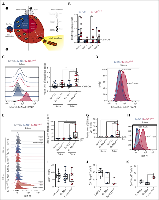 Notch1 activation supported via Dll1 from Cd4+T cells. (A) Graphic representing the identification of Notch1 signaling as a central component of all data presented in Figures 1 to 5. (B) Messenger RNA quantification of Notch receptors and (C) representative blot and relative protein quantification of activated Notch1 in Eµ-TCL1 and Eµ-TCL1Akt-C mice at 3 to 4 months and 7 to 8 months via flow cytometry, respectively. (D) Representative blot of activated Notch1 in Cd5– and Cd5+ B cells via flow cytometry in Eµ-TCL1 and Eµ-TCL1Akt-C mice at 7 to 8 months. (E) Representative blot and relative protein quantification of Dll1 in B cells, T cells, and macrophages in Eµ-TCL1 and Eµ-TCL1Akt-C mice at 3 to 4 months and 7 to 8 months via flow cytometry. (F) Dll1 phycoerythrin (PE) on splenic T cells at 3 to 4 months and 7 to 8 months. (G) Dll1 PE on splenic Cd4+ T cells at 3 to 4 months and 7 to 8 months. (H) Representative blot of Dll1 on splenic Cd4+ and Cd8+ T cells in Eµ-TCL1 and Eµ-TCL1Akt-C mice at 7 to 8 months. (I) Percentage of Cd8+ T cells from Cd19-Cre, Eµ-TCL1, and Eµ-TCL1Akt-C mice. Respective quantification of Cd4+ Foxp3– T cells (J) and of Cd4+ Foxp3+ regulatory T cells (K). *P < .05, **P ≤ 0.01, ***P ≤ .001 (unpaired, 2-sided Student t test).