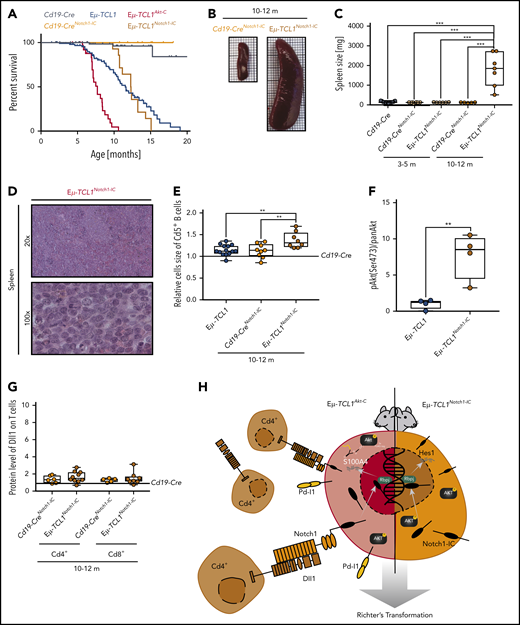 Constitutively active Notch-IC drives RT. (A) Pairwise Kaplan-Meier overall survival analysis for Cd19-CreNotch1-IC (yellow) vs Eµ-TCL1Notch1-IC(orange) mice; for comparison included from Figure 2 were Cd19-Cre (black), Cd19-CreAkt-C (gray), Eµ-TCL1 (blue), and Eµ-TCL1Akt-C (red) mice. (B) Representative images of spleens from Cd19-CreNotch1-IC vs Eµ-TCL1Notch1-IC mice aged 10 to 12 months. (C) Box plot of spleen weight for mice aged 10 to 12 months. (D) Representative hematoxylin and eosin staining of spleen preparations derived from Eµ-TCL1Notch1-IC mice showing DLBCL-like morphology. (E) Relative mean cell size (FSC) of Cd5+ splenic B cells aged 10 to 12 months. (F) Box plot showing pAkt (Ser473)/panAKT quantified from immunoblot of supplemental Figure 7D. (G) Box plot showing Dll1 protein level of Cd4+ T cells from Eµ-TCL1Notch1-IC mice. (H) Graphical abstract displaying Notch1 functional role in RT. **P ≤ .01, ***P ≤ .001 (unpaired, 2-sided Student t test).