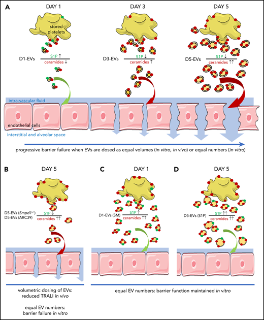 Schematic concept how EVs and imbalances of the sphingolipid rheostat conjointly cause endothelial barrier failure. (A) As platelets are stored over time, they form increasing amounts of EVs which become larger, enriched in long chain ceramides, and S1P deplete. This abundance in EVs with an imbalanced sphingolipid rheostat leads to endothelial barrier failure in vitro and in vivo. (B) Inhibition of ASM by pharmacological blockade (10 μg/mL ARC39) or genetic absence (Smpd1−/−) of ASM leads to less numerous but similarly ceramide enriched and S1P deplete D5-EVs after 5 days of platelet storage. Volumetric transfusion of these EVs causes less TRALI in vivo due to lower abundance, although equal doses of these EVs still cause barrier failure in vitro due to an imbalanced sphingolipid rheostat. (C) The presence of elevated EV-ceramide alone is insufficient to cause barrier failure in vitro, as platelets stored for 1 day with SM release ceramide-enriched but also S1P-rich EVs, which fail to cause barrier failure when dosed in equal numbers in vitro. (D) Corroborating that the presence of S1P can prevent barrier failure by LCC-rich EVs, supplementation of S1P prevented barrier failure in response to D5-EVs.