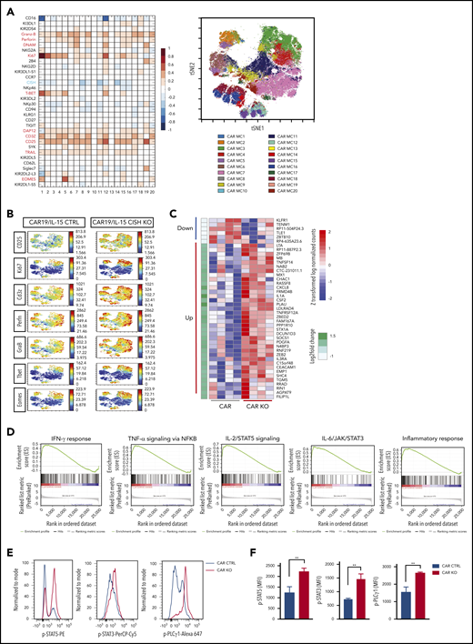 Phenotype and molecular signature of iC9/CAR19/IL-15 CISH KO NK cells. (A) Comparative heatmap of mass cytometry data showing the expression of NK cell surface markers, transcription factors, and cytotoxicity markers in iC9/CAR19/IL-15 CISH KO compared with iC9/CAR19/IL-15 control NK cells. Each column represents a separate cluster identified by FlowSOM analysis, and each row reflects the expression of a certain marker for each annotation. Color scale shows the expression level for each marker, with red representing higher expression and blue lower expression in iC9/CAR19/IL-15 CISH KO NK cells. The t-SNE map generated from FlowSOM analysis in the right panel shows the 20 NK cell metaclusters (MCs) represented in the mass cytometry heatmap in the left panel. (B) Individual t-SNE maps show the expression of selected NK cell markers for iC9/CAR19/IL-15 CISH KO compared with iC9/CAR19/IL-15 control NK cells. Color scale indicates signal intensity, ranging from low (blue) to high (red) after arcsine transformation. (C) Global gene expression analysis by RNA sequencing. Heatmap displays the genes that were differentially expressed in purified iC9/CAR19/IL-15 CISH KO vs iC9/CAR19/IL-15 control NK cells (n = 4). Color scale shows the expression level of each marker, with red representing higher expression and blue lower expression in iC9/CAR19/IL-15 control (CAR) or iC9/CAR19/IL-15 CISH KO (CAR KO) NK cells (q < 0.1 and absolute log2foldchange > 0.8). (D) GSEA showing enrichment in IFN-γ response, TNF-α signaling via NF-κB, IL-2/STAT5 signaling, IL-6/JAK/STAT3 signaling and inflammatory response in iC9/CAR19/IL-15 CISH KO compared with iC9/CAR19/IL-15 control NK cells. (E) Representative histogram showing enhanced phosphorylation of STAT5 (p-STAT5), STAT3 (p-STAT3) and phospholipase C γ 1 (p-PLCγ1) in iC9/CAR19/IL-15 CISH KO vs iC9/CAR19/IL-15 control NK cells after coculture with Raji cells for 30 minutes. Blue histograms represent CAR control, and red histograms represent CAR CISH KO. (F) Bar graphs showing mean fluorescence intensity (MFI) of p-STAT5, p-STAT3, and p-PLCγ1 in iC9/CAR19/IL-15 CISH KO vs iC9/CAR19/IL-15 control NK cells (n = 3). Blue bars represent CAR control and red bars represent CAR CISH KO. Bars represent mean values with standard deviation. **P ≤ .01.