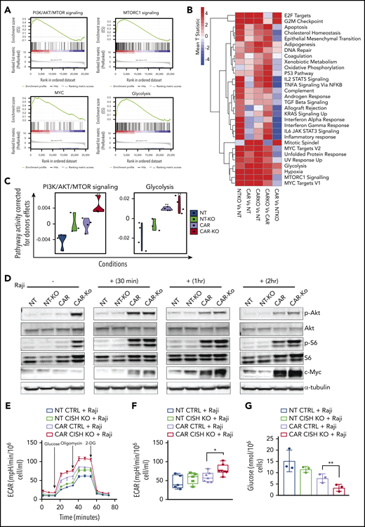 Metabolic changes associated with iC9/CAR19/IL-15 CISH KO NK cells. (A) GSEA plots showing enrichment in PI3K/Akt/MTOR, mTORC1, MYC, and glycolysis pathways in iC9/CAR19/IL-15 CISH KO NK cells compared with iC9/CAR19/IL-15 control NK cells. (B) Comparative mean T statistic heat map of RNA sequencing data showing the expression of metabolic pathways in NT control (NT), NT CISH KO (NTKO), iC9/CAR19/IL-15 control (CAR), or iC9/CAR19/IL-15 CISH KO (CARKO) NK cells that are significantly different (q < 0.01) in ≥1 of the 5 comparisons. Each column represents a separate comparison, and each row reflects the expression of a certain hallmark pathway for each annotation. Color scale indicates signal intensity, ranging from lower (blue) to higher (red) expression. (C) Violin plots showing PI3K/Akt/mTORC1 and glycolysis signaling in NT (blue), NT-KO (green), CAR (purple), or CAR-KO (red) NK cells after correction for donor effect. Pathway activity of samples is regressed against donor and the residual is the corrected pathway activity. P values reported are computed relative to NT using the linear regression approach discussed in Materials and methods. **P ≤ .01. (D) NT control (NT), NT CISH KO (NT-KO), iC9/CAR19/IL-15 control (CAR), or iC9/CAR19/IL-15 CISH KO (CAR-KO) NK cells were cultured without (−) or with (+) Raji cells for 30 minutes, 1 hour, or 2 hours; NK cells were then purified, and the protein expression levels of p-Akt, Akt, p-S6, S6, c-MYC, and α-tubulin in NK cells were determined by western blot analysis. Representative blots from 2 independent experiments are shown. (E) A series of ECARs was calculated for NT control (blue lines), NT CISH KO (green lines), iC9/CAR19/IL-15 control (purple lines), or iC9/CAR19/IL-15 CISH KO (red lines) NK cells cocultured with Raji targets for 2 hours and subsequently purified and treated with 2 g/L d-glucose, 1 μM oligomycin, and 100 mM 2-deoxyglucose (2-DG). A representative graph from 5 independent experiments is shown. (F) Box plots summarize the ECAR data by NT control (blue box), NT CISH KO (green box), iC9/CAR19/IL-15 control (purple box), or iC9/CAR19/IL-15 CISH KO (red box) NK cells cocultured with Raji (n = 5). Statistical significance is indicated as *P ≤ .05; bars represent mean values with standard deviation. (G) Bar graph summarizes the glucose concentration in the supernatant of the different NK cell conditions cocultured with Raji for 2 hours: NT control (blue), NT CISH KO (green), iC9/CAR19/IL-15 control (purple), or iC9/CAR19/IL-15 CISH KO (red) NK cells (n = 3). Bars represent mean values with standard deviation (**P ≤ .01).