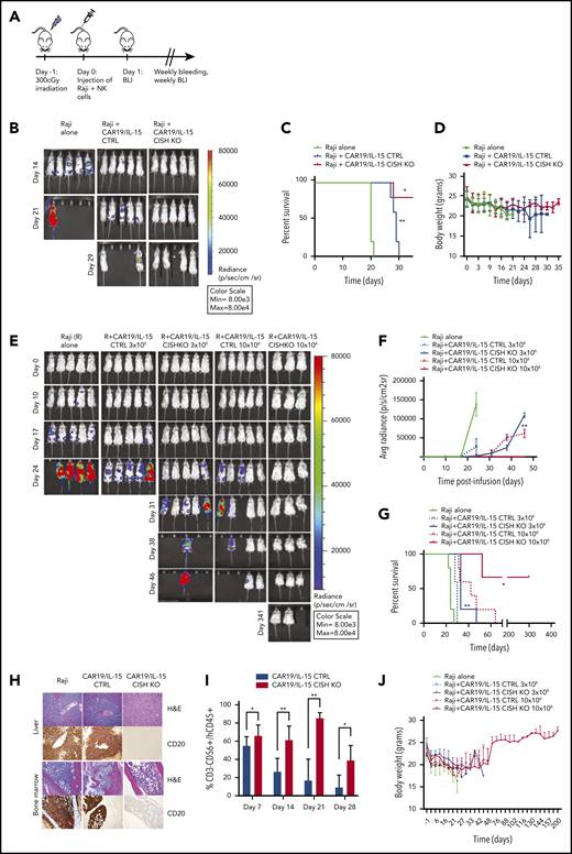 CISH KO iC9/CAR19/IL-15 NK cells improve tumor control and survival in a Raji lymphoma mouse model at low infusion doses. (A) Schematic diagram representing the timeline of the in vivo experiments. (B) BLI imaging of an independent mouse experiment where mice received either Raji alone or Raji plus 10 × 106 CAR19/IL-15 control or Raji plus 10 × 106 CAR19/IL-15 CISH KO (n = 5 mice per group). *This mouse died accidentally during bleeding. (C) Survival curve for the 3 groups of mice described in panel B (Raji alone, green; Raji plus 10 × 106 CAR19/IL-15 control, blue; Raji plus 10 × 106 CAR19/IL-15 CISH KO, red). Statistical significance is represented by *P ≤ .05 for the comparison of the red and blue curves and **P ≤ .01 for the comparison of the blue and gray curves. (D) Graph representing the body weights of mice over time in the 3 different groups described in panel B. Bars represent mean values with standard deviation. (E) BLI data from 5 groups of NSG mice treated with Raji alone (n = 5), Raji plus 1 dose of 3 × 106 of iC9/CAR19/IL-15 control NK cells (n = 5) or iC9/CAR19/IL-15 CISH KO NK cells (n = 5), or Raji plus 1 dose of 10 × 106 of iC9/CAR19/IL-15 control NK cells (n = 5) or iC9/CAR19/IL-15 CISH KO NK cells (n = 3). (F-G) The average radiance (F) and survival curves (G) are shown for the 5 groups of mice described in panel E. Statistical significance is represented by *P ≤ .05 or **P ≤ .01. (H) Photomicrographs of hematoxylin and eosin (H&E) and immunohistochemical CD20 staining of liver (top) and bone marrow (BM) (bottom) from mice engrafted with Raji B cell lymphoma either untreated or treated with iC9/CAR19/IL-15 CISH KO or iC9/CAR19/IL-15 CTLR NK cells (10 × 106 dose level). Representative images show absence of neoplastic B cells in liver and bone marrow of a mouse treated with iC9/CAR19/IL-15 CISH KO NK cells in comparison with similar treatment with iC9/CAR19/IL-15 NK cells retaining CISH expression. Images were taken at 10× (liver) and 5× (bone marrow) using a Leica DFC 495 camera. (I) Bar graph showing the percentage of NK cells (CD3−CD56+CD45+) present in peripheral blood from mice treated with iC9/CAR19/IL-15 control vs iC9/CAR19/IL-15 CISH KO NK cells at days 7, 14, 21, and 28. Bars represent mean values with standard deviation. Statistical significance is represented by *P ≤ .05 or **P ≤ .01. (J) Graph showing body weights of NSG mice groups described in panel E over time.