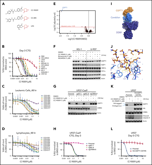 CC-90009, a GSPT1-selective cereblon modulator, induces cereblon-and GSPT1-dependent anti-AML activity. (A) The chemical structures of CC-90009, CC-885, and lenalidomide (LEN) with the glutarimide ring shown in red. (B) The antiproliferative effect of CC-90009 in AML cell lines. Cells were incubated with DMSO or CC-90009 at the indicated concentrations. At day 3, cell proliferation was assessed by the Cell-Titer Glo (CTG) assay. (C-D) The effect of CC-90009 on cell viability of leukemic cells (C) and normal lymphocytes (D) in bone marrow aspirates of AML patients. Cells were treated with DMSO or increasing concentrations of CC-90009 for 48 hours. Cells were then stained with fluorescently labeled antibodies and Annexin-V, followed by flow cytometry to determine the cell number of live leukemic cells and lymphocytes. Data shown in panels C and D are presented as the percentage of viable cell counts in CC-90009-treated patient samples relative to DMSO controls. (E) Volcano plot of differentially abundant proteins in response to CC-90009 treatment relative to DMSO control. KG1 cells were treated with DMSO or 100 nM CC-90009 for 4 hours and subjected to tandem mass tag proteomics analysis. The x-axis indicates the log2–fold change of CC-90009 vs DMSO control for each protein. P values were corrected for multiple hypothesis testing using the Benjamini-Hochberg method to arrive at an adjusted P value (adj-P; also known as a false discovery rate). The y-axis is the -log10 (adj-P) values indicating statistical significance such that proteins lying above the dotted red line are statistically significant findings with adj-P <.05. (F) Immunoblot analysis of KG1 and U937 cells treated with DMSO or CC-90009 for 4 hours. Where indicated, cells were pretreated with mortezomib or MLN4924 or 30 minutes. (G-H) Immunoblot analysis (G) and cell proliferation (H) of U937-Cas9 parental cells or cells stably transduced with lentiviral vectors expressing a nontargeting sgRNA (sgNT-1), an sgRNA targeting a noncoding region (sgNC-8), or an sgRNA targeting CRBN (sgCRBN-8). Cells were treated with DMSO or CC-90009 at indicated concentrations. Crystal structure of GSPT1 in complex with cereblon, DDB1 and CC-90009. (I) Surface representation of the complex with DDB1 shown in purple, cereblon in blue, and GSPT1 in orange. The position of CC-90009 is shown with an arrow. (J) GSPT1 interaction with cereblon is mediated by a β-hairpin loop. Hydrogen bond interactions between cereblon and the GPST1 β-hairpin are shown as yellow dashes. (K-L) Immunoblot analysis (K) and cell proliferation (L) of U937 parental cells or cells stably expressing HA-GSPT1-G575N. Cells were treated with DMSO or CC-90009 at the indicated concentrations. Data in panels B-D, G, and L are shown as mean ± standard deviation (SD), n = 3 technical replicates. Result shown in all figure panels is representative of 3 biological replicates.