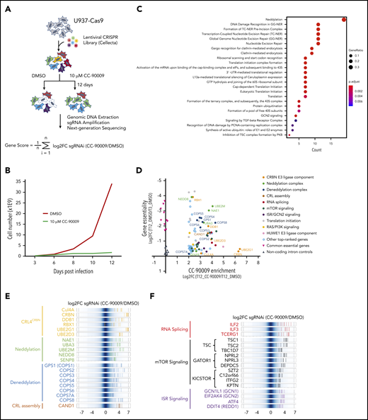Identification of genes and pathways modulating the response to CC-90009 via CRIPSR/Cas9 screen. (A) Schematic showing the design of the genome-wide CRISPR screen to identify molecular determinants of CC-90009 response. At day 3 posttransduction, cells were treated with 10 µM CC-90009 or DMSO vehicle control for an additional 9 days, followed by amplification of sgRNA coding regions and next-generation sequencing. The log2 fold change (log2FC) in sgRNA read count in the CC-90009-treated sample as compared with DMSO control was designated as the enrichment score, and the average log2FC value of all sgRNAs for a gene of interest was used to quantify the effect of gene knockout on CC-90009 response. (B) Cell proliferation curve of U937-Cas9 cells transduced with the lentiviral sgRNA library and treated with DMSO or CC-90009. Three days posttransduction, cells were treated with DMSO or 10 µM CC-90009 for 9 days. (C) Pathway enrichment analysis of genes enriched by CC-90009 treatment with log2FC >2 and false discovery rate (FDR) <0.05 relative to DMSO control. The color and size of the dots represent adjusted significance level and gene ratio, respectively. Gene ratio refers to the number of input genes annotated to an individual pathway as a ratio of all input genes annotated to any Reactome pathway. (D) Scatter plot of 78 genes significantly enriched by CC-90009 (log2FC >2 and FDR <0.05). X-axis, CC-90009 enrichment score shown as log2FC (T12_CC-90009 vs T12_DMSO); y-axis, gene essentiality score shown as log2FC (T12_DMSO vs T3_DMSO). Some of these genes were grouped into 10 functional modules with different color coding. (E,F) Log2FC values of sgRNAs targeting CC-90009 enriched genes in the functional modules as indicated. Background shown in dark blue represents the log2FC values of all sgRNAs in the library. Each solid line with a color representing a functional module indicates the log2FC value of an individual sgRNA. Well-characterized genes known to be essential for the activity of the cereblon E3 ligase complex (E); novel genes that regulate the response to CC-90009 with no clear mechanistic understanding (F). Note that in panels E and F, multiple sgRNAs targeting each of these top-ranked genes were significantly enriched by CC-90009, strongly supporting the on-target gene knockout effect.