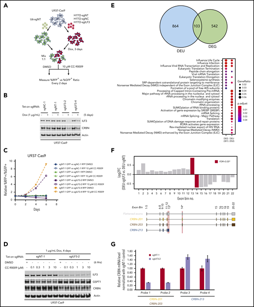 Regulation of CRBN splicing and CC-90009 response by the ILF2 and ILF3 complex. (A-C) Assessment of the effect of ILF3 knockout on CC-90009 response by a flow cytometry-based CRISPR competition assay. U937 cells stably expressing Cas9 were infected with lentiviral vectors coexpressing RFP and a nontargeting sgRNA (sgNT-1), an sgRNA targeting a noncoding region (sgNC-1), or an sgRNA targeting ILF3 (sgILF3-2 or sgILF3-4). The expression of RFP is driven by an EF1a-HTLV hybrid promoter, whereas the expression of sgRNAs was under the control of a doxycycline-inducible H1/TO promoter. Three days after sgRNA induction with 1 μg/mL doxycycline, the cells were mixed at a 1:1 ratio with U937 Cas9 cells infected with a lentiviral vector constitutively expressing GFP and a nontargeting sgRNA (sgNT-1) and treated with DMSO or 10 μM CC-90009. The change of RFP+/GFP+ ratio was monitored by flow cytometry every 2 days thereafter. (A) Schematic design of the flow cytometry-based CRISPR competition assay. (B) Immunoblot analysis of U937-Cas9 cells inducibly expressing sgNT-1, sgNC-1, sgILF3-2, or sgILF3-4. Cells were treated with doxycycline (DOX) for 6 days. (C) The RFP+/GFP+ ratios of U937-Cas9 cells coexpressing RFP and sgNT-1, sgNC-1, sgILF3-2, or sgILF3-4 mixed with cells coexpressing GFP and sgNT-1 at each indicated timepoint were normalized to the RFP+/GFP+ ratio of the cell mixtures on day 0. (D) Immunoblot analysis of U937-Cas9 cells stably expressing sgNT-1 or sgILF3-2 under the control of the H1/TO promoter. Cells were treated with or without DOX for 4 days, followed by incubation with DMSO or an increasing concentration of CC-90009 for 6 hours. (E) RNA sequencing analysis of U937-Cas9 cells with inducible expression sgNT-1 or sgILF3-2 for 7 days. Evidence of differential splicing was observed in a total of 967 unique genes by up- and/or downregulated exon usage with ILF3 knockout in U937 cells, reaching a corrected significance level (FDR) <0.05. At the gene level, 791 genes were found to be significantly (FDR <0.05) up- or downregulated with ILF3 knockout. Top: Venn diagram showing the overlap of genes with significant differential exon usage (DEU; LHS) and genes with differential expression at the gene-level (DEG; RHS). Bottom: pathway enrichment analysis of DEU and DEG genes. The color and size of the dots represent adjusted significance level and gene ratio respectively. Gene ratio refers to the number of input genes annotated to an individual pathway as a ratio of all input genes annotated to any Reactome pathway. (F) DEU analysis revealed significant differential splicing of individual CRBN exons (red bars) with knockout of ILF3. An exon, which annotates to the truncated transcript, CRBN.213 (exon bin no.13), is significantly elevated (FDR, 0.02) with ILF3 knockout relative to NT controls. Conversely, exons downstream of this isoform are significantly underrepresented (FDR, 0.05; exon bin no. 14) in the ILF3 knockout cells relative to parental. (G) Quantitative PCR analysis of the expression levels of CRBN transcripts as indicated in U937-Cas9 cells with inducible expression sgNT-1 or sgILF3-2 for 7 days. Data in panel G are shown as mean ± standard deviation (SD), n = 4 technical replicates. Result shown in all figure panels is representative of 3 biological replicates.