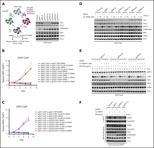 Loss of TSC1 or TSC2 attenuates the response to CC-90009. A-C) Assessment of the effect of TSC1 or TSC2 knockout on CC-90009 response by a flow cytometry based CRISPR competition assay. U937 cells stably expressing Cas9 were infected with a lentiviral vector constitutively co-expressing GFP and sgNT-1, or with lentiviral vectors constitutively co-expressing RFP and sgNT-1, sgNC-8, or 1 of the 3 sgRNAs targeting TSC1 or TSC2 as indicated. Three days after infection, RFP and GFP cells were mixed at a 1:1 ratio and treated with DMSO or 10 μM CC-90009. The change of RFP+/GFP+ ratio was monitored by flow cytometry every 2 days thereafter. A) Left, schematic design of the flow cytometry based CRISPR competition assay. Right, confirmation of TSC1 or TSC2 knockout by immunoblot analysis. B) and C) The RFP+/GFP+ ratios of U937-Cas9 cells co-expressing RFP and sgNT-1, sgNC-8, or 1 of 3 sgRNAs targeting TSC1 (B) or TSC2 (C) mixed with cells co-expressing GFP and sgNT-1 at each indicated timepoint were normalized to the RFP+/GFP+ ratio of the cell mixtures on “Day 0”. D) and E) Immunoblot analysis of U937-Cas9 parental cells or cells stably expressing sgRNAs as indicated. Cells were treated with DMSO or CC-90009 in the absence (D) or presence (E) of cycloheximide. (F) Immunoblot analysis of anti-HA immunoprecipitates (top) or whole cell extracts (bottom) of U937-Cas9 parental cells or cells stably expressing the indicated sgRNAs. Cells were treated with MLN4924 and DMSO or CC-90009. Result shown in all figure panels is representative of 3 biological replicates.