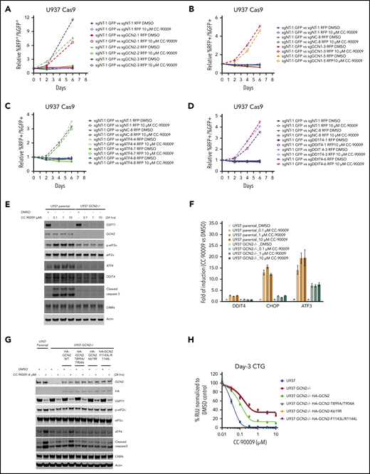 CC-90009 activates the GCN2-mediated integrated stress response and subsequent apoptosis in AML. Characterization of the role of (A) GCN2, (B) GCN1, (C) ATF4, and (D) DDIT4 in mediating CC-90009 response using a flow cytometry-based CRISPR competition assay. U937 cells stably expressing Cas9 were infected with a lentiviral vector constitutively coexpressing GFP and sgNT-1, or with lentiviral vectors constitutively coexpressing RFP and sgNT-1, sgNC-8, or 1 of the gene-specific sgRNAs as indicated. Three days after infection, RFP and GFP cells were mixed at a 1:1 ratio and treated with DMSO or 10 μM CC-90009. The change of RFP+/GFP+ ratio was monitored by flow cytometry every 2 days thereafter. The RFP+/GFP+ ratios of U937-Cas9 cells coexpressing RFP and sgNT-1, sgNC-8, or 1 of 3 sgRNAs targeting GCN2 (A), GCN1 (B), ATF4 (C), or DDIT4 (D) mixed with cells coexpressing GFP and sgNT-1 at each indicated timepoint were normalized to the RFP+/GFP+ ratio of the cell mixtures on day 0. (E-F) Immunoblot (E) or quantitative RT-PCR analysis (F) of U937 parental and GCN2−/− cells treated with DMSO or CC-90009 at the indicated concentrations for 24 hours. The U937 GCN2−/− cell line is derived from a single clone of U937 parental cells stably infected with a lentiviral CRISPR vector targeting GCN2 (see “Methods and materials”). (G) Immunoblot analysis of U937 parental cells and GCN2−/− cells with or without a stably transduced lentiviral vector expressing HA-tagged GCN2 wild-type or mutants as indicated. Cells were treated with DMSO or CC-90009 for 24 hours. (H) The effect of CC-90009 on proliferation of cells shown in panel G. On day 3 after CC-90009 treatment, cell proliferation was assessed by CTG. Data in panels F and G are shown as mean ± standard deviation (SD), n = 3 or 4 technical replicates. Result shown in all figure panels is representative of 3 biological replicates.