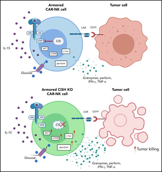 Deletion of CIS in CAR-NK cells enhances IL-15 signaling by removing an immune checkpoint, which leads to increased activation of the AKT/mTOR pathway and, in the presence of tumor cells, enhanced c-Myc activation. These signaling pathways result in greater glycolytic capacity of CAR-NK cells and subsequently increased cytotoxicity against tumor targets. IFN-γ, interferon-γ; JAK, Janus kinase; mTOR, mammalian target of rapamycin; STAT, signal transducer and activator of transcription; TNF-α, tumor necrosis factor-α. See the visual abstract in the article by Daher et al that begins on page 624.